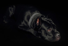 Cane-corso Black Dog, On A Black Background