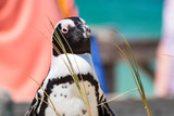 Fototapeta Morze - African Penguin At Boulders Beach