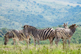 Fototapeta Morze - Group Of Burchell's Zebras In South Africa