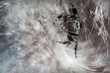 Jumping spider on the feathers
