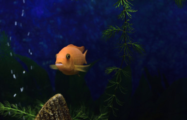 Wall Mural - portrait of a rock dwelling cichlide fish Maylandia estherae is a Pseudotrophine cichlid (Pseudotropheus estherae), Cichlidae.