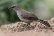 Close up of arrow-marked babbler standing on ground with green background, Kruger National park, South Africa