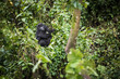 Baby mountain gorilla resting in the forrest vegetation in the Bwindi Impenetrable National Park in Uganda