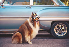 A Collie Posing For The Camera In Front Of A Classic Car During A Hot Summer Day With Goggles On Of A Classic Car Toned With A Retro Vintage Instagram Filter Action Effect App