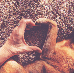 Wall Mural - photo of a person and a dog making a heart shape with the hand and paw in natural sunlight with rays of sunshine toned with a retro vintage instagram filter