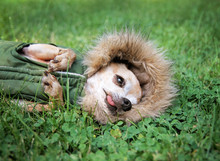 Cute Chihuahua Lying In Green Grass With Clover Wearing A Fur Like Jacket Hoodie