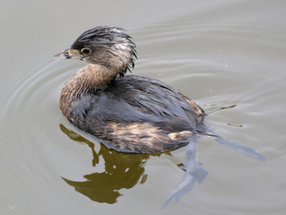 Sticker - Pied-billed Grebe with Feet Visible