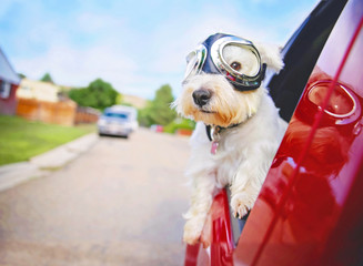 west highland white terrier with goggles on riding in a car with the window down through an urban ci