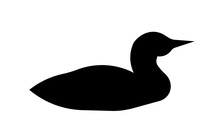 Loon Silhouette On White Background