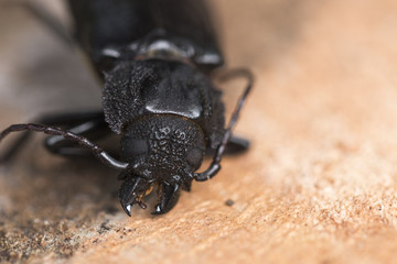 Dead Titanus giganteus beetle. Amazing texture on it's body. Macro photography. Close-up picture.