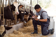 Farmers Are Recording Details Of Each Cow On The Farm.