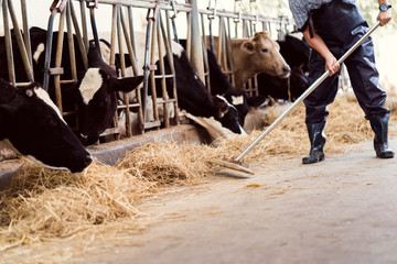 Farmer is feeding the cows. Cow eating grass