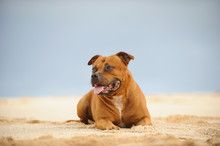Staffordshire Bull Terrier Dog Lying Down On Sand