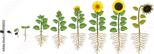 Sunflower Life Cycle Growth Stages From Seed To Flowering And Fruit Bearing Plant With Root System Buy This Stock Vector And Explore Similar Vectors At Adobe Stock Adobe Stock