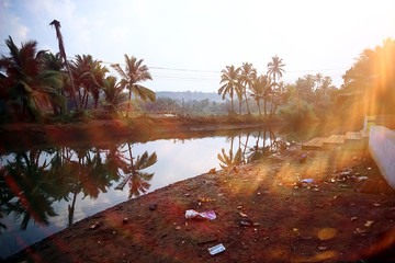 Wall Mural - Palms on the shore of water