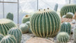 close up of cactus in a garden.