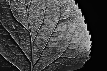 Wall Mural - leaf texture black and white / design black leaf skeleton, macro nature texture, wallpaper black and