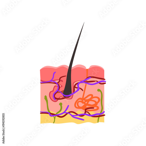 Skin Internal Structure Hair Bulb Vector Illustration On A White