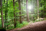 Fototapeta Las - panorama tranquillo all'interno della foresta