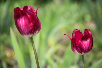 two burgundy tulips on a green background. Rose-burgundy tulips bloom in the flowerbed in the spring. Blooming flowers in springtime. Spring Background. Selective focus.