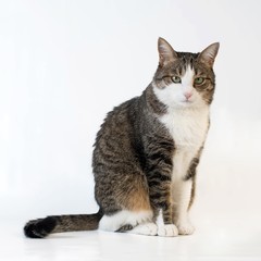 adorable cat on white background