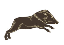 Collared Peccary Vector. Wild Boar Illustration. Hand Drawn Image Isolated On Wighte Background.