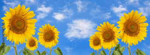 Dekoracja na wymiar  banner-lato-blekitne-niebo-chmury-kwiat-slonecznika