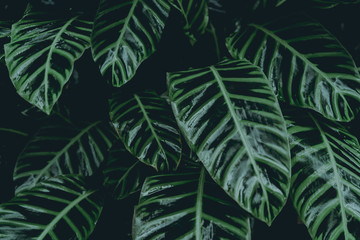 Plant background