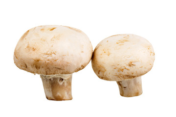 two whole fresh mushroom champignon on white background