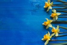 Yellow Flowers Daffodils On Blue Wooden Table. Beautiful Colorful Greeting Card For Mothers Day, Birthday, March 8. Top View,