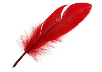 Wall Mural - single red feather isolated on white background