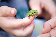 Little Green Frog Tree Frog In The Hands Of The Child