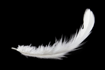 Wall Mural - single white feather isolated on black background