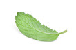 behind the single fresh mint leaf isolated on white background