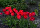 Fototapeta Tulipany - 
Red tulips blossom in spring
