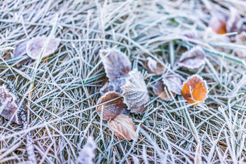 Wall Mural - Macro closeup of frost ice crystals on orange autumn leaves, grass in morning on ground
