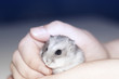 © summit fever - Dear hamster, very funny