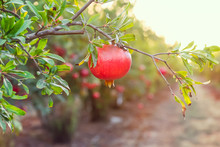 Ripe Pomegranate Fruit Hanging On A Tree Branch In The Garden. Sunset Light. Soft Selective Focus, Space For Text.
