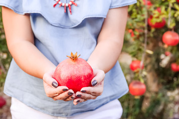 Wall Mural - Close up female hands holding ripe pomegranate fruit on the garden backgrund at sunset. Harvest and fertility concept. Selective soft focus, space for text.