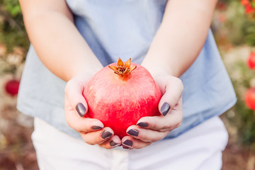 Wall Mural - Close up female hands holding ripe pomegranate fruit on the garden backgrund at sunset. Harvest and fertility concept. Selective soft focus, space for text.