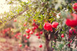 Ripe pomegranate fruits hanging on a tree branches in the garden. Harvest concept. Sunset light. soft selective focus, space for text.