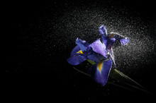 Iris Splashed With Water