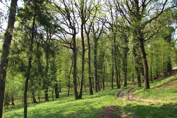 Poster - Landscape on Fruska Gora Mountain in Serbia