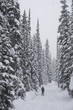 Lone cross country skier in winter forest