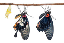 Male And Female Great Mormon (Papilio Memnon) Butterflies