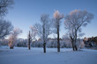 Frozen trees at sunrise