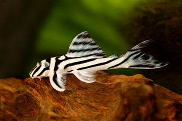 Poster - Zebra Pleco L-046 Hypancistrus zebra Plecostomus aquarium fish 