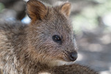 Fototapeta Zwierzęta - Quokka, Setonix brachyurus, image was taken on Rottnest Island, Western Australia