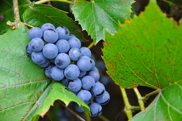 Ripe berries of Isabella grapes on branches