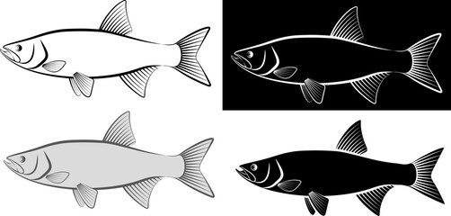 Wall Mural - asp fish - clip art illustration and line art